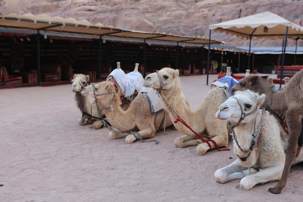 Sun City Camp Hotel Wadi Rum Ngoại thất bức ảnh